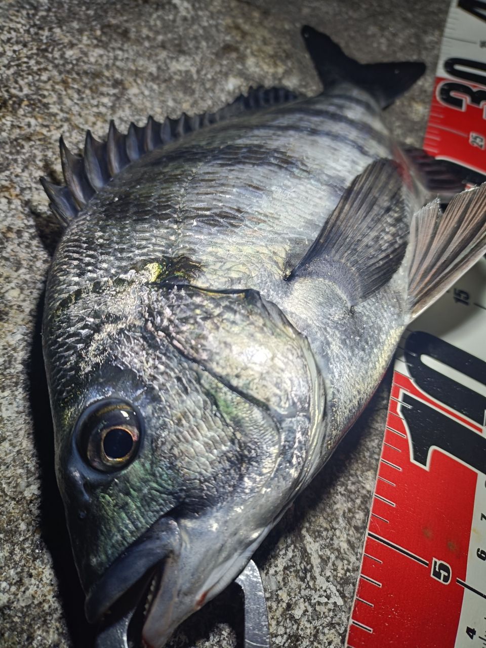 DAIWA 19ラテオ R 100MLの最安値・インプレ・釣果 | 本音の口コミが