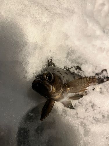 クロメバルの釣果