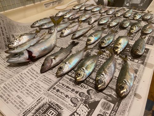 マアジの釣果