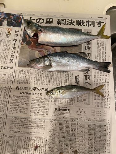 サバの釣果