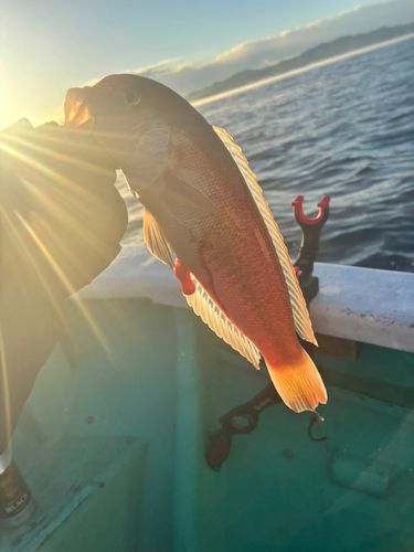 シロアマダイの釣果