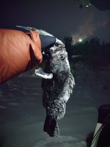 クロソイの釣果