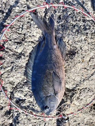 クチブトグレの釣果