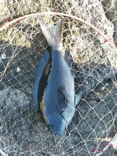 クチブトグレの釣果