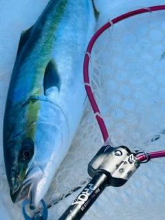 ワラサの釣果