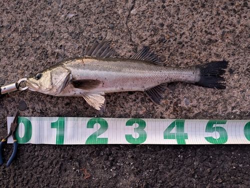 東京湾（アクアライン〜富津）