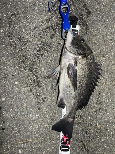 クロダイの釣果