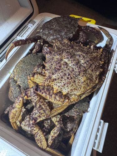 クリガニの釣果