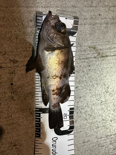 金沢水際線緑地（福浦岸壁）