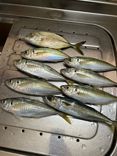 アジの釣果
