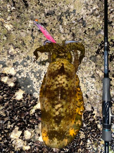 アオリイカの釣果