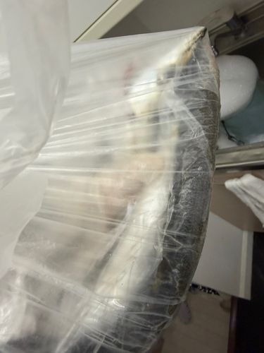 アカカマスの釣果