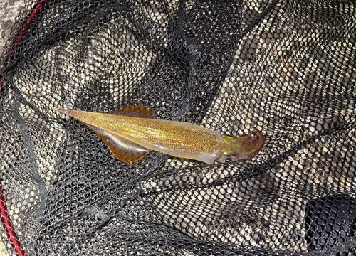 ヤリイカの釣果