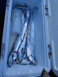 タチウオの釣果