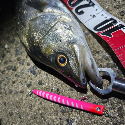 シーバスの釣果