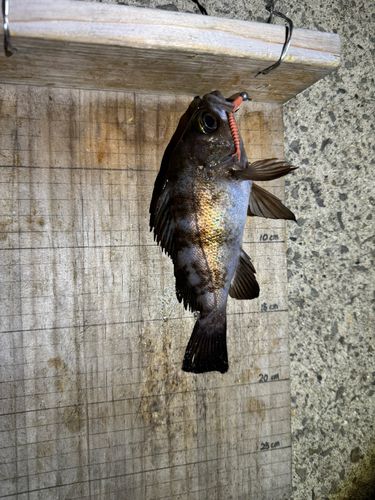 シロメバルの釣果