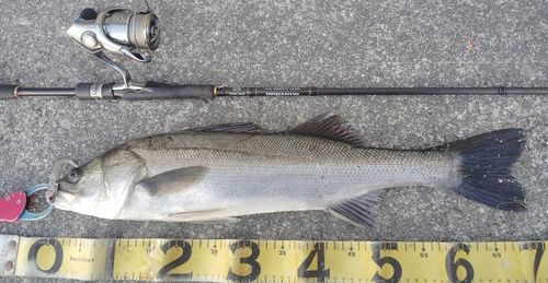 シーバスの釣果