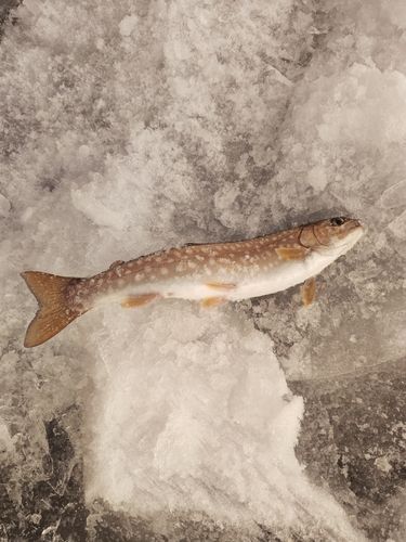 アメマスの釣果