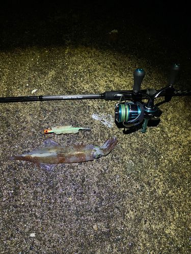 ヤリイカの釣果