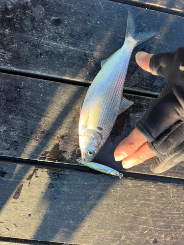 コノシロの釣果