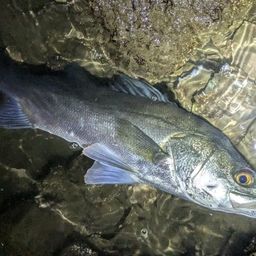 フッコ（マルスズキ）