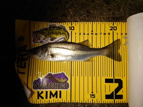 シーバスの釣果