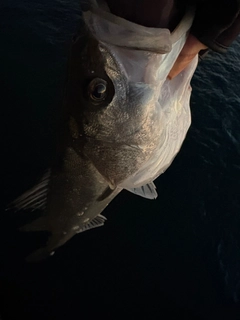 フッコ（マルスズキ）の釣果