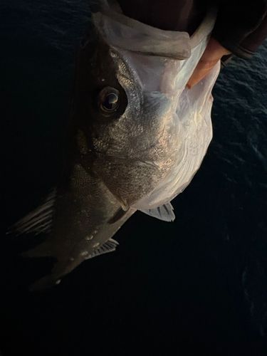 フッコ（マルスズキ）の釣果
