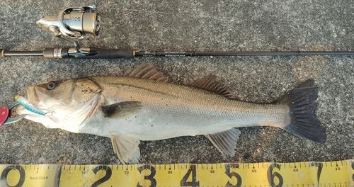 シーバスの釣果