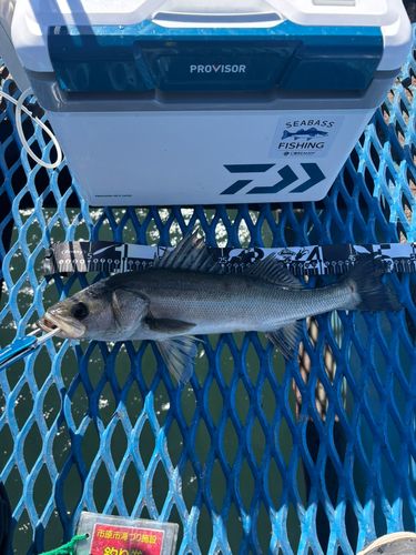 フッコ（マルスズキ）の釣果