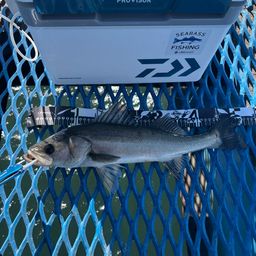 フッコ（マルスズキ）