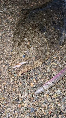 ヒラメの釣果