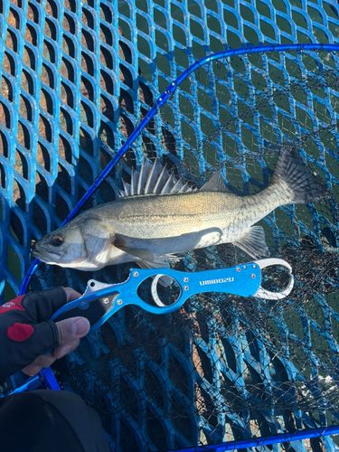 セイゴ（マルスズキ）の釣果