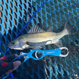 セイゴ（マルスズキ）