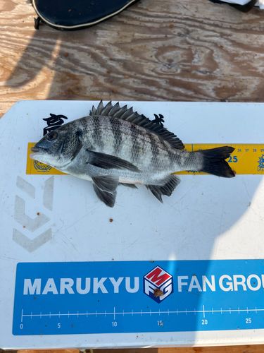 クロダイの釣果