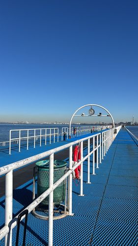 セイゴ（マルスズキ）の釣果