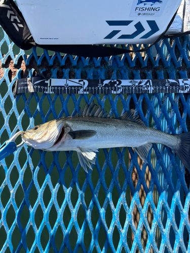 オリジナルメーカー海釣り公園