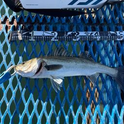 フッコ（マルスズキ）