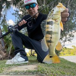 ピーコックバス