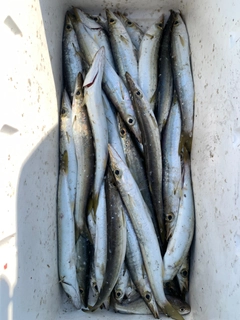 カマスの釣果