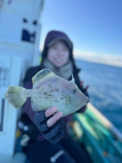 カワハギの釣果