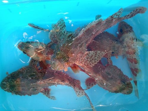 オニカサゴの釣果