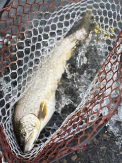 レイクトラウトの釣果