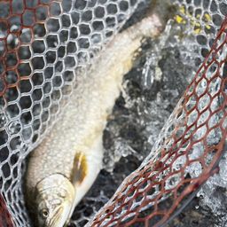 レイクトラウト