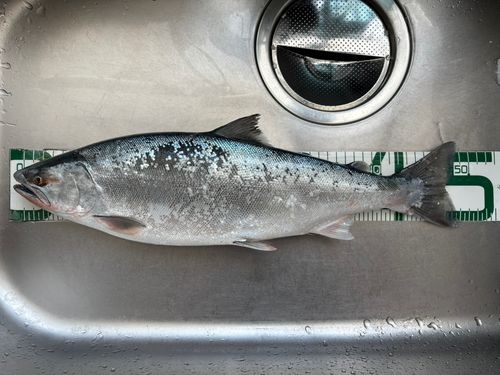 サクラマスの釣果