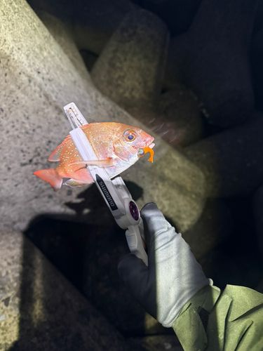 チャリコの釣果