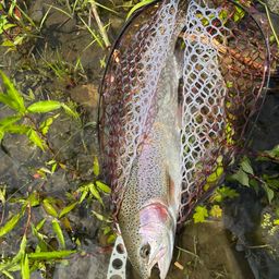 レインボートラウト