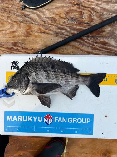 クロダイの釣果