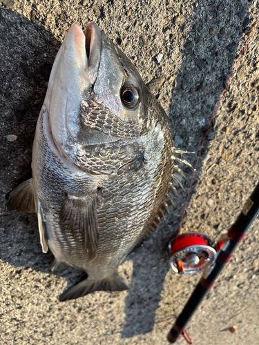 チヌの釣果