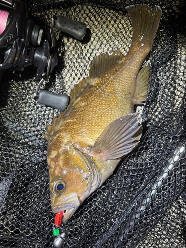 エゾメバルの釣果